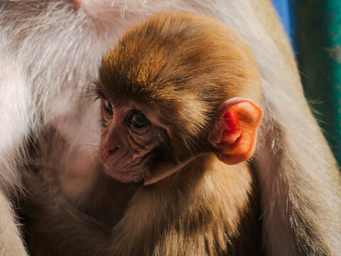 Close-up of a baby rhesus macaque monkey clinging to its mother