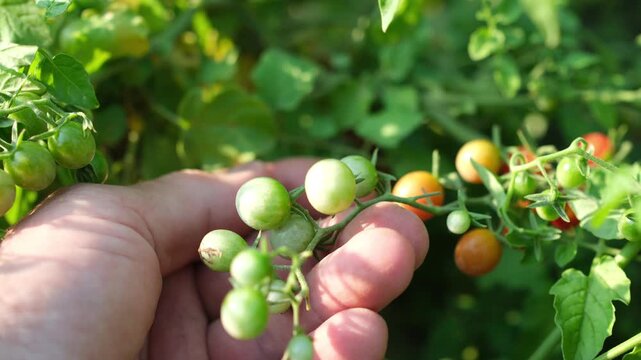Green currant tomatoes (Solanum pimpinellifolium) in a human hand in a vegetable garden. Sunlight. Close-up. Shallow depth of field. 