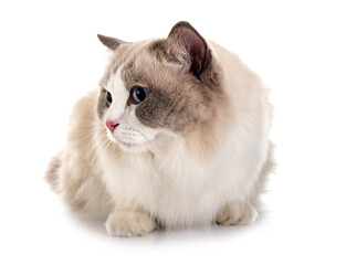 ragdoll cat in studio © cynoclub