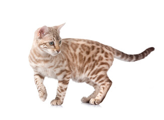 bengal cat in studio © cynoclub