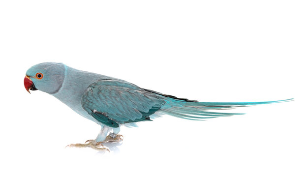 Rose-ringer parakeet in studio