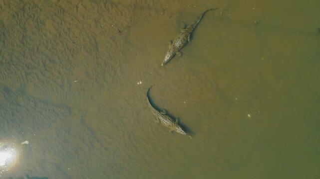 Top down drone view of crocodiles in murky Tarcoles River water sediment in Costa Rica