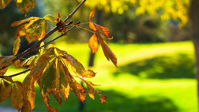 Autumn chestnut leaves in warm sunlight.