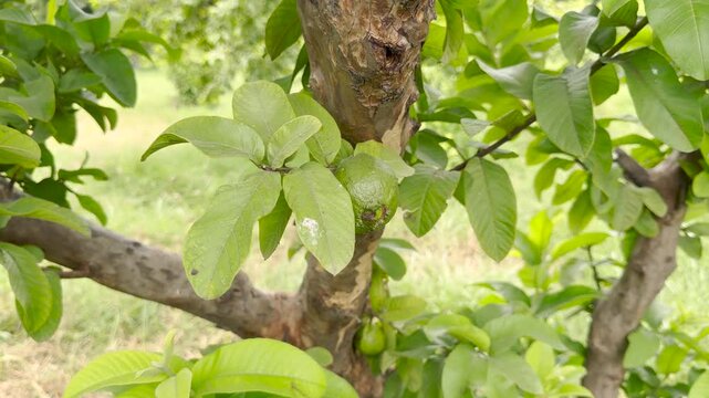 Green guava fruit growing on a tree branch 4k video footage