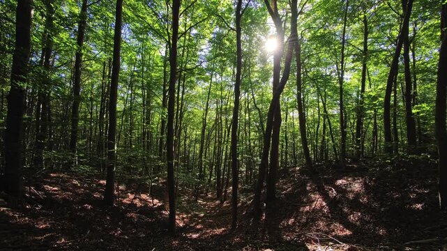 Green forest with tall trees and sunlight through the tree canopy