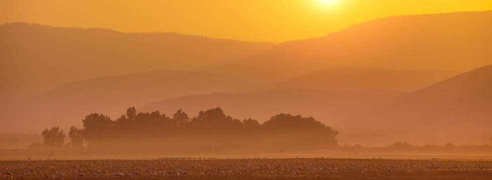 Birds (Common crane) against the background of the mountains in the evening. The Hula Valley in northern Israel at sunset. Artistic gradient color