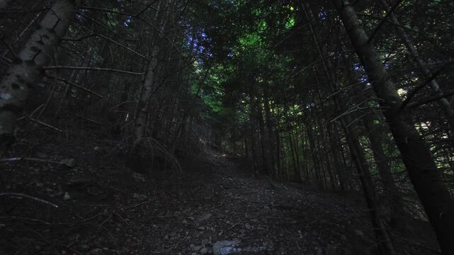 Dark path in pine forest with European woodland and tall trees