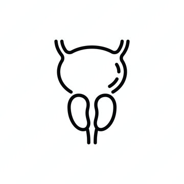 Prostate anatomy thin line icon, representing the male reproductive system, urinary function, urology, and prostate health. Vector illustration