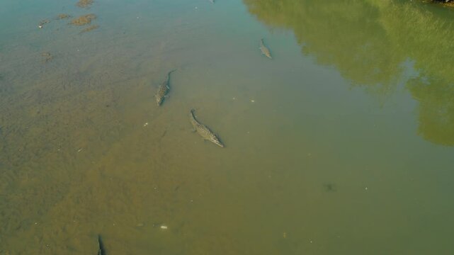 American Crocodiles swim in shallow murky water of Tarcoles river Costa Rica