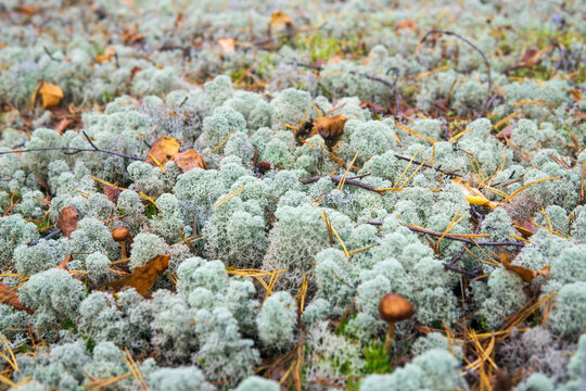 white moss on the ground in the forest. closeup