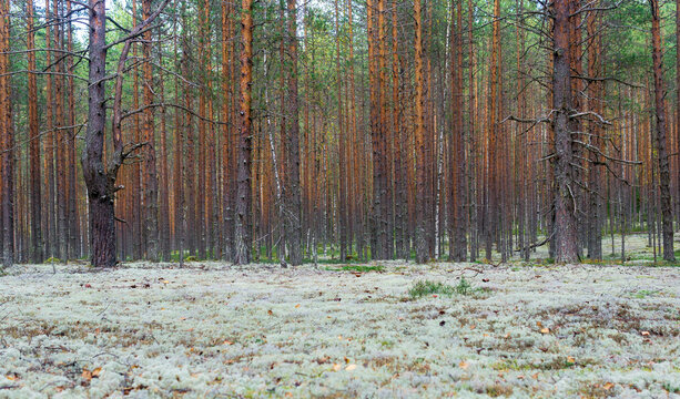 northern pine barren with ground covered with white moss.