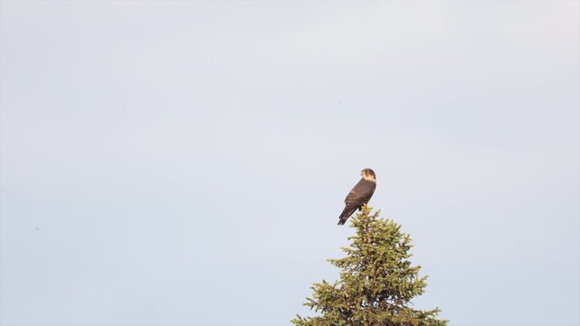 A wild Merlin falcon perched atop a scenic cedar tree at dawn. The small raptor stands alert against the soft morning light, scanning its surroundings for prey in its natural woodland habitat.