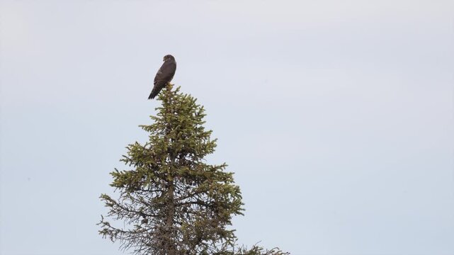 A wild Merlin falcon perched atop a scenic cedar tree at dawn. The small raptor stands alert against the soft morning light, scanning its surroundings for prey in its natural woodland habitat.