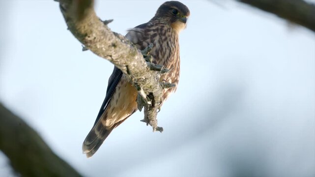 Close up female Merlin falcon bird perched atop a scenic cedar tree at The small raptor stands alert against the soft morning light, scanning its surroundings for prey in its natural woodland habitat.