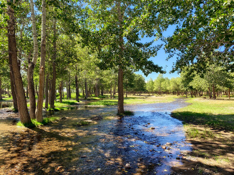 Floodplain poplar forest near the river. Branched channels of the Kyzylshin River in Altai.