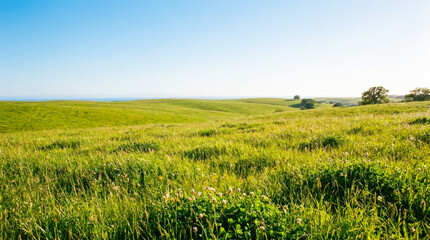 Obraz premium Green Grassland under a Clear Blue Sky