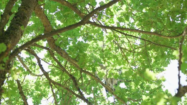 A lemur is climbing up a tree branch in forest