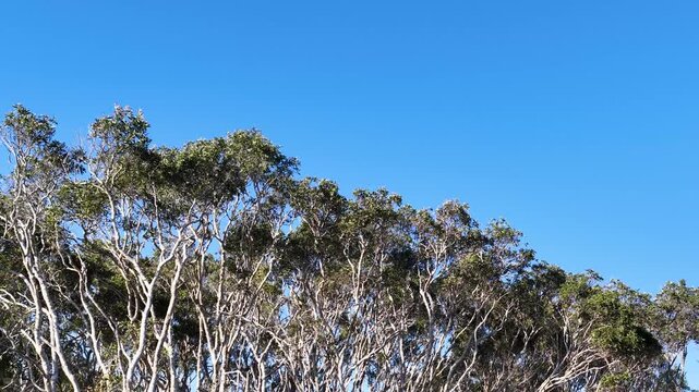 Coastal Banksia Treetops Against a Clear Blue Sky