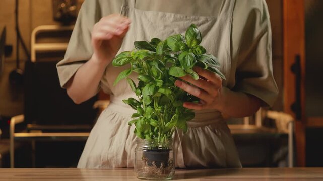 Medium shot of a female person in a linen apron gently touching a fresh green potted basil plant in a glass jar in a warm-lit kitchen. Cozy home cooking, organic culinary, and recipe content.