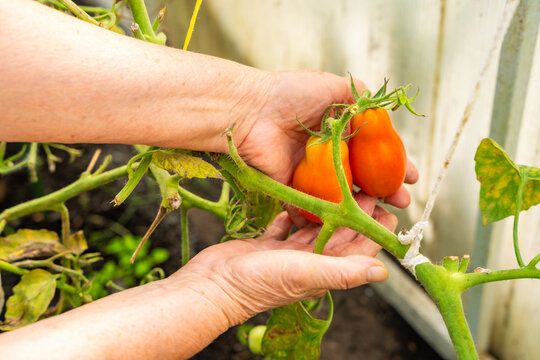 Senior woman hands picking ripe tomato from plant in home greenhouse. Growing food represents active aging, gardening tradition and connection with nature
