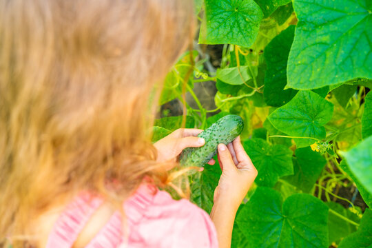 Young girl picking cucumber from vine in home greenhouse. Growing and harvesting vegetables teaches children about food, gardening and connection with nature