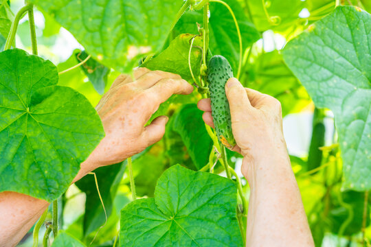 Senior woman hands harvesting cucumber from vine in home greenhouse. Growing food represents active aging, gardening tradition and self sufficient lifestyle