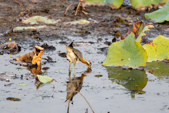 Bronze-winged jacana dipping its beak into water near floating lily leaves in a marsh.