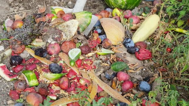 Domestic waste for compost from fruits and vegetables in garden.