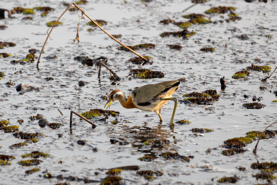 Bronze-winged jacana foraging in a shallow wetland marsh among floating vegetation.