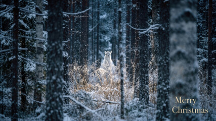 Fototapeta premium White llama in snowy winter forest with Merry Christmas text.