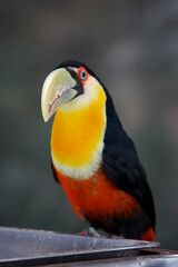 Red-breasted toucan perched on a tree branch © JuliA