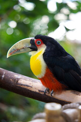 Red-breasted toucan perched on a tree branch © JuliA