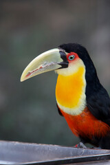 Red-breasted toucan perched on a tree branch © JuliA