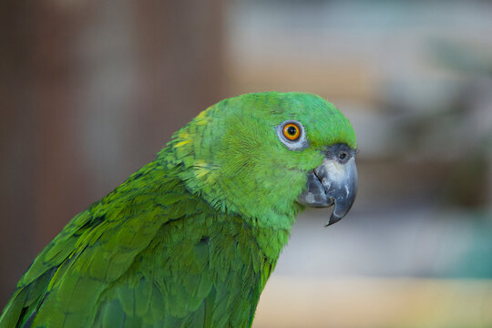 Portrait of a green yellow-crowned parrot