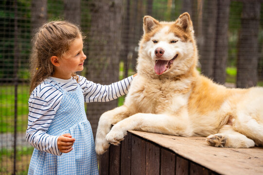 Young girl petting and hugging Siberian Husky dog outdoors. Child interaction with animal represents friendship, affection and emotional bond with pets