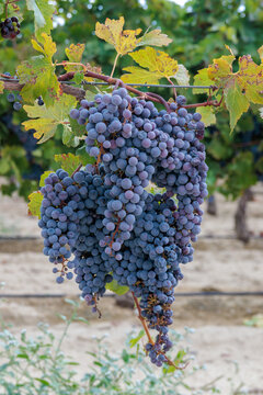 Vignoble dans les environs de Colombiers. Gros plan grappe de raisins. Vendanges tardives