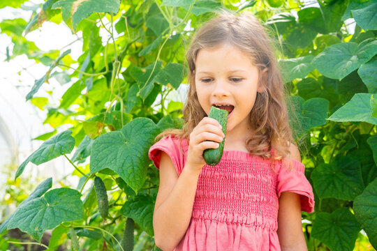 Young girl eating fresh cucumber in home greenhouse. Growing and eating vegetables encourages healthy childhood nutrition and connection with food origin