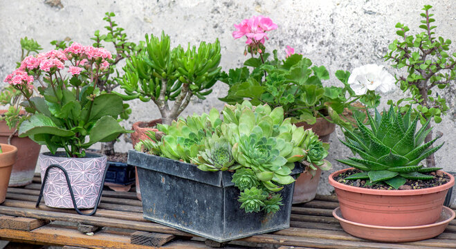 collection of succulent plants and cactus potted with a houseleek  and kalanchoe blooming on a table against a rustic wall