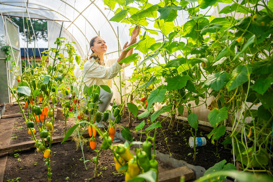 Millennial woman harvesting cucumber in home greenhouse. Growing her own food represents sustainable lifestyle, self sufficiency and modern return to home gardening