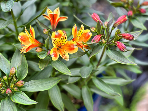 Vibrant Orange and Yellow Alstroemeria Flowers Blooming in a Garden Pot