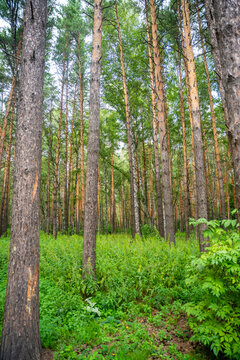 Pine and birch forest in Siberia during summer. Dense green vegetation and tall trees represent natural taiga ecosystem and wilderness landscape