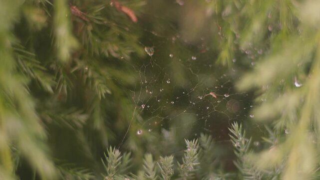 Close-up view of a spider web in greenery with drops of water on a rainy day