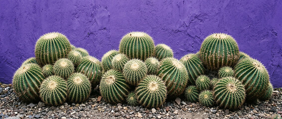 Obraz premium Vivid Green Round Barrel Cacti Against Purple Violet Mexican Stucco Background