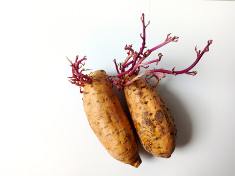 A raw sweet potato with long, slender, upright stems and leaves growing from it; a sprouting sweet potato. Photographed against a white background, close-up.