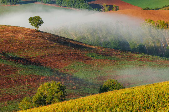 Un arbre solitaire dans la brume des collines toscanes