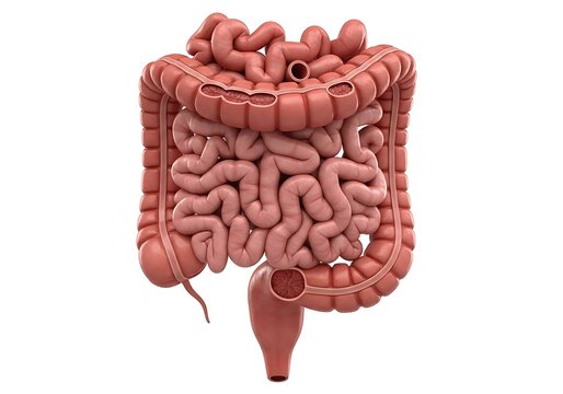 Anatomical 3d illustration of the human large and small intestine digestive system