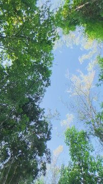 Upward view through a lush tropical forest canopy toward a clear blue sky, capturing tall trees, green foliage and natural patterns in a peaceful outdoor environment.