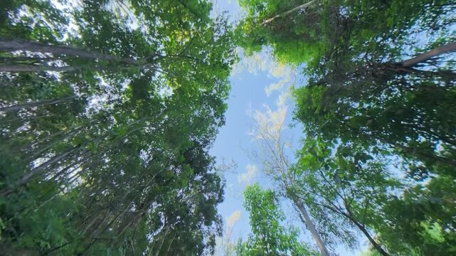Upward view of tall tropical trees surrounding a clear blue sky, creating a natural forest canopy scene with lush green foliage and a peaceful outdoor atmosphere.