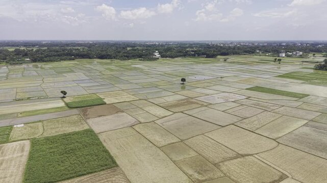 Aerial footage reveals freshly planted rice seedlings across prepared fields, with water-filled plots, muddy soil, distant homes, trees and green rural surroundings beneath a cloudy sky.