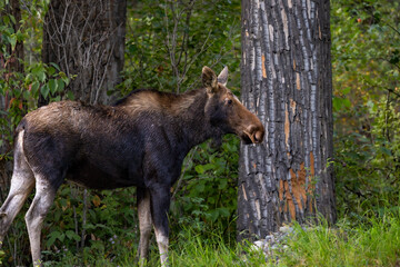 A female cow moose (Alces alces) stands in right-facing profile beside a large cottonwood tree trunk in British Columbia, Canada, surrounded by green woodland foliage and grasses. © Riley